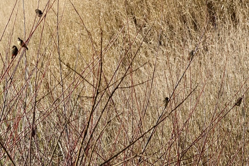 iNaturalist image