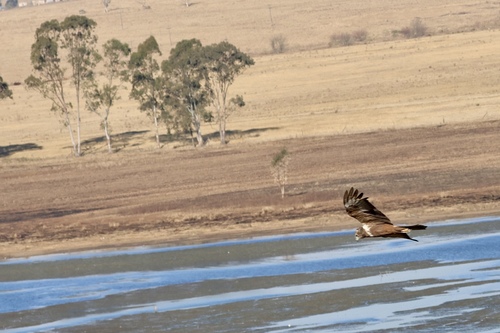 iNaturalist image