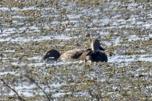 iNaturalist image