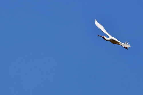 iNaturalist: (c) MFC, some rights reserved (CC BY-NC), uploaded by MFC iNaturalist image
