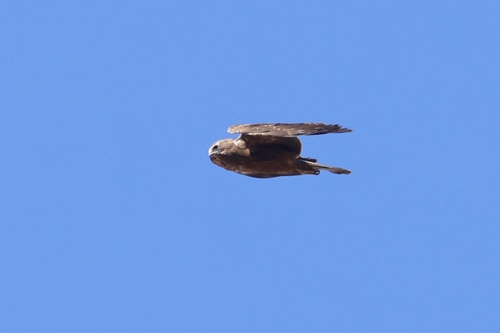iNaturalist image