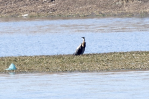 iNaturalist image