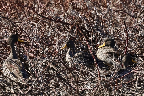 iNaturalist image