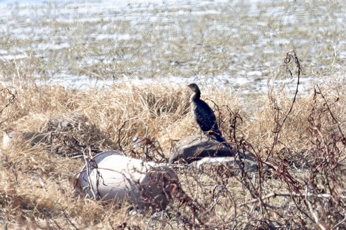 iNaturalist image