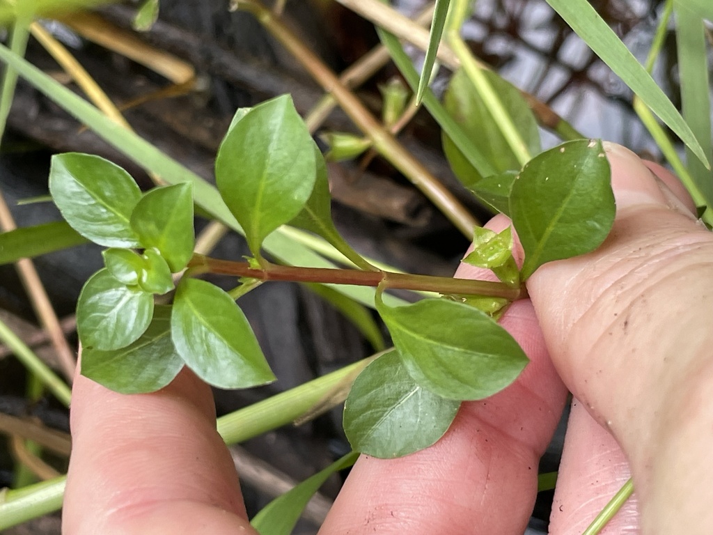 Ludwigia repens; photograph (c) James Hardee, some rights reserved (CC BY)