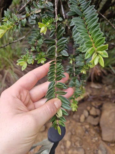 Metrosideros operculata (Metrosideros operculata)