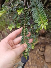 New Caledonia Metrosideros (Metrosideros operculata)