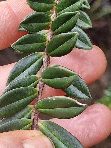 Metrosideros operculata, photograph 2