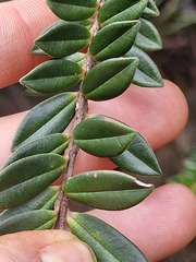 Metrosideros operculata, photograph (c) Irisa Hudson, some rights reserved (CC BY)