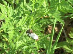 Ponometia erastrioides