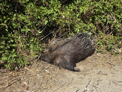 Crested Porcupine