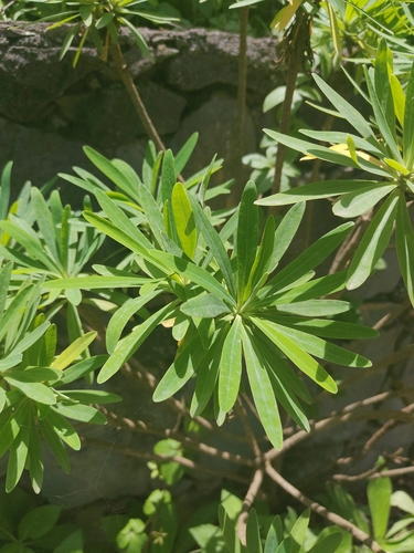Cabo Verde spurge