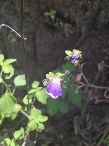 Cape Verde Blue Bellflower