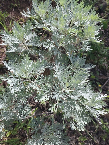 Cape Verde Sagebrush
