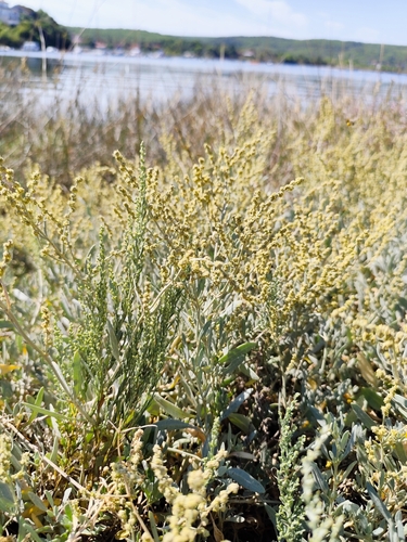 Sea-purslane