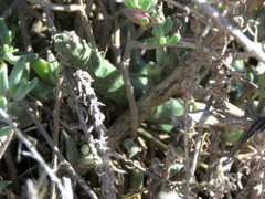 Piaranthus