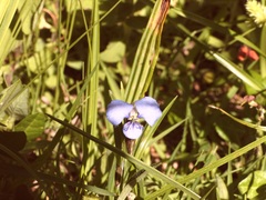 Commelina tuberosa