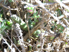Piaranthus