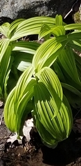 Veratrum viride viride