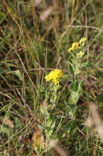 stiff-leaved goldenrod