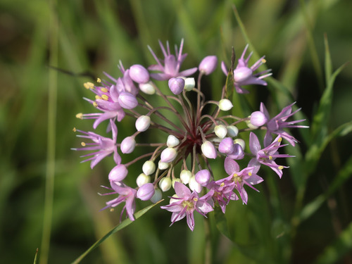 Prairie Onion