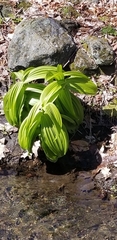 Veratrum viride viride