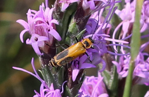 Goldenrod Soldier Beetle