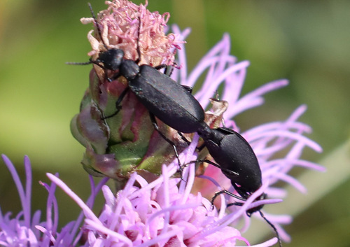 Black Blister Beetle