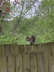 Sciurus carolinensis
