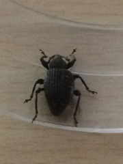 Otiorhynchus sulcatus