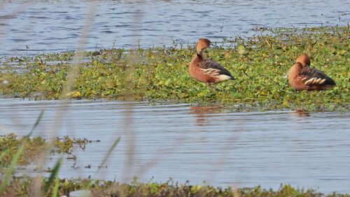 iNaturalist image