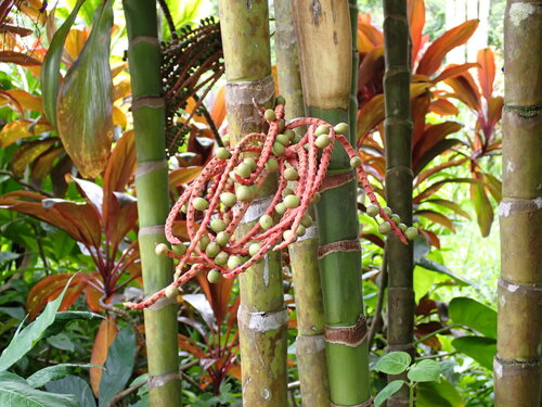 Pinanga coronata observed 2026-09-01