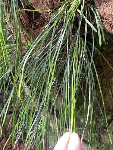 Vittaria lineata, photograph 2