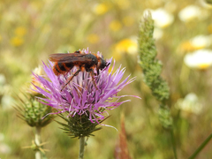 Dasyscolia ciliata
