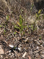 Lysimachia thyrsiflora
