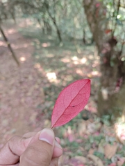 Elaeocarpus serratus