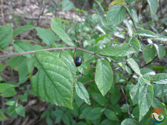 Rhamnus serrata