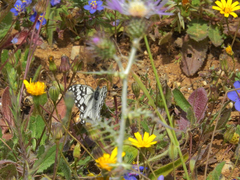 Melanargia occitanica