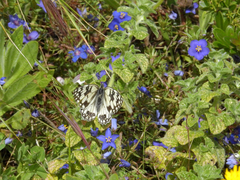 Melanargia occitanica