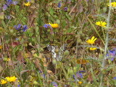 Melanargia occitanica