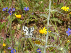 Melanargia occitanica