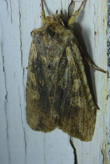 Lithophane petulca
