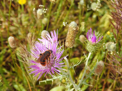 Dasyscolia ciliata