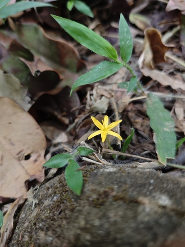 Curculigo orchioides