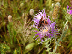 Dasyscolia ciliata