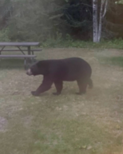 Black Bear sighting near Neys Provincial Park Rd