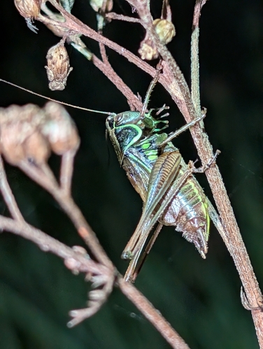 Roesel's Bush-cricket