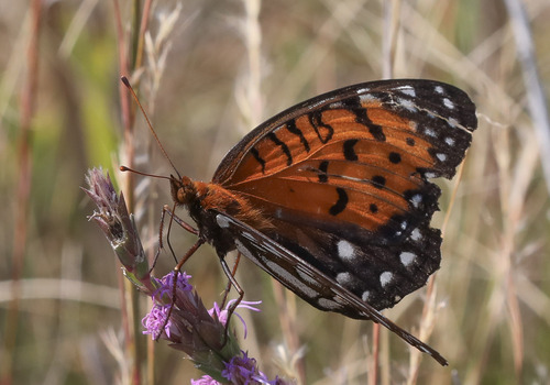 Regal Fritillary