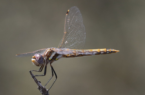 Variegated Meadowhawk