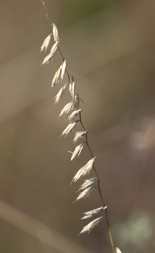 sideoats grama